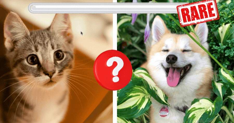 How Rare Is Your Pet’s Name?