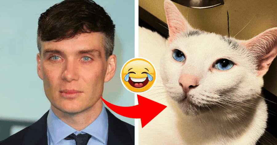 Which Funny Animal Are You?