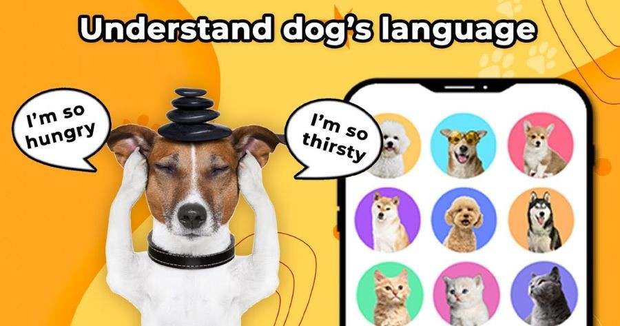 Can You Really Understand Your Pet’s Words?